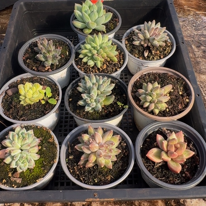 396多肉植物，一物一拍