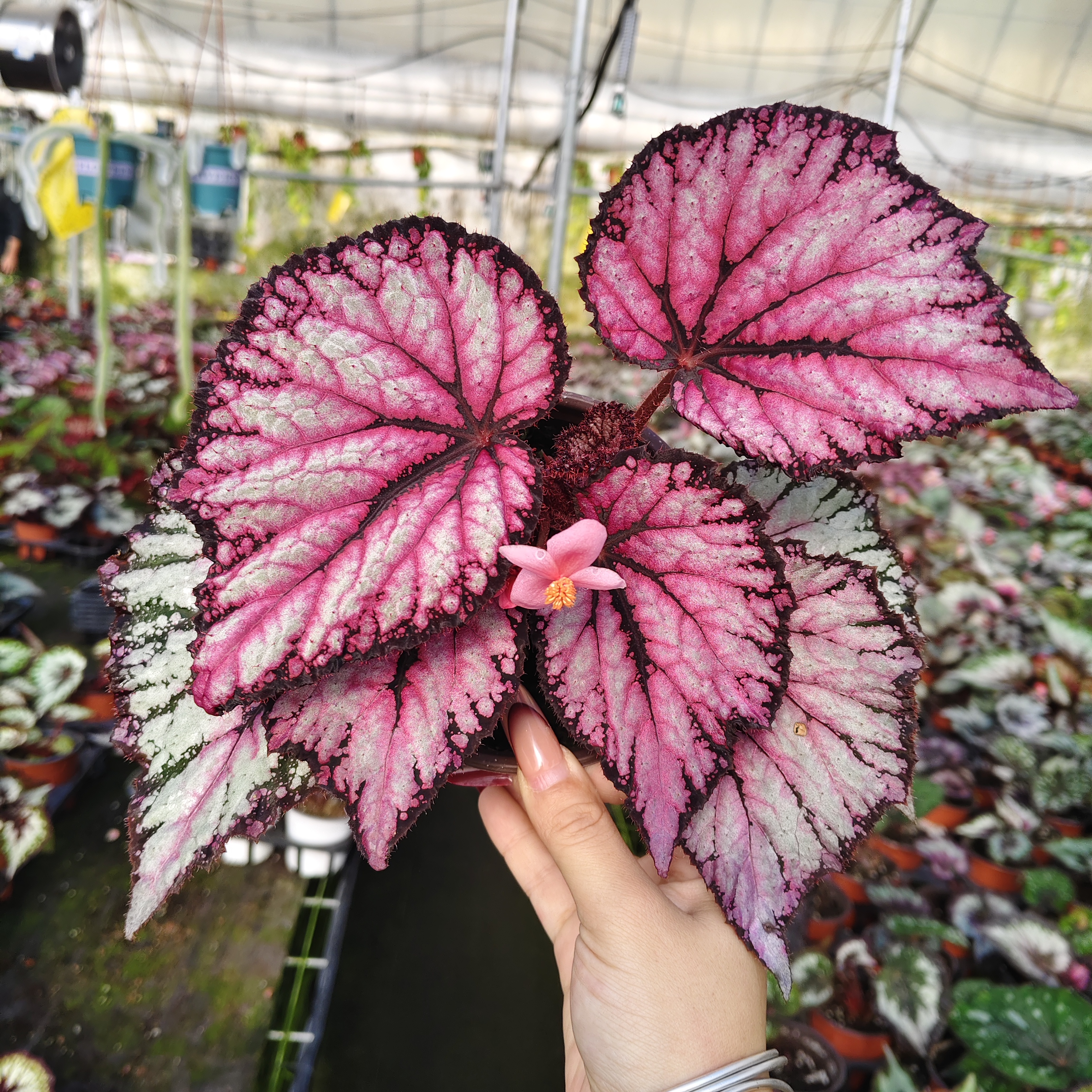 一物一拍，下单备注手机尾号（轻微叶损不包售后！！！！）