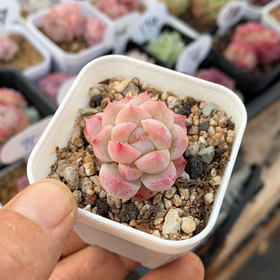 精品多肉一物一拍不包整184