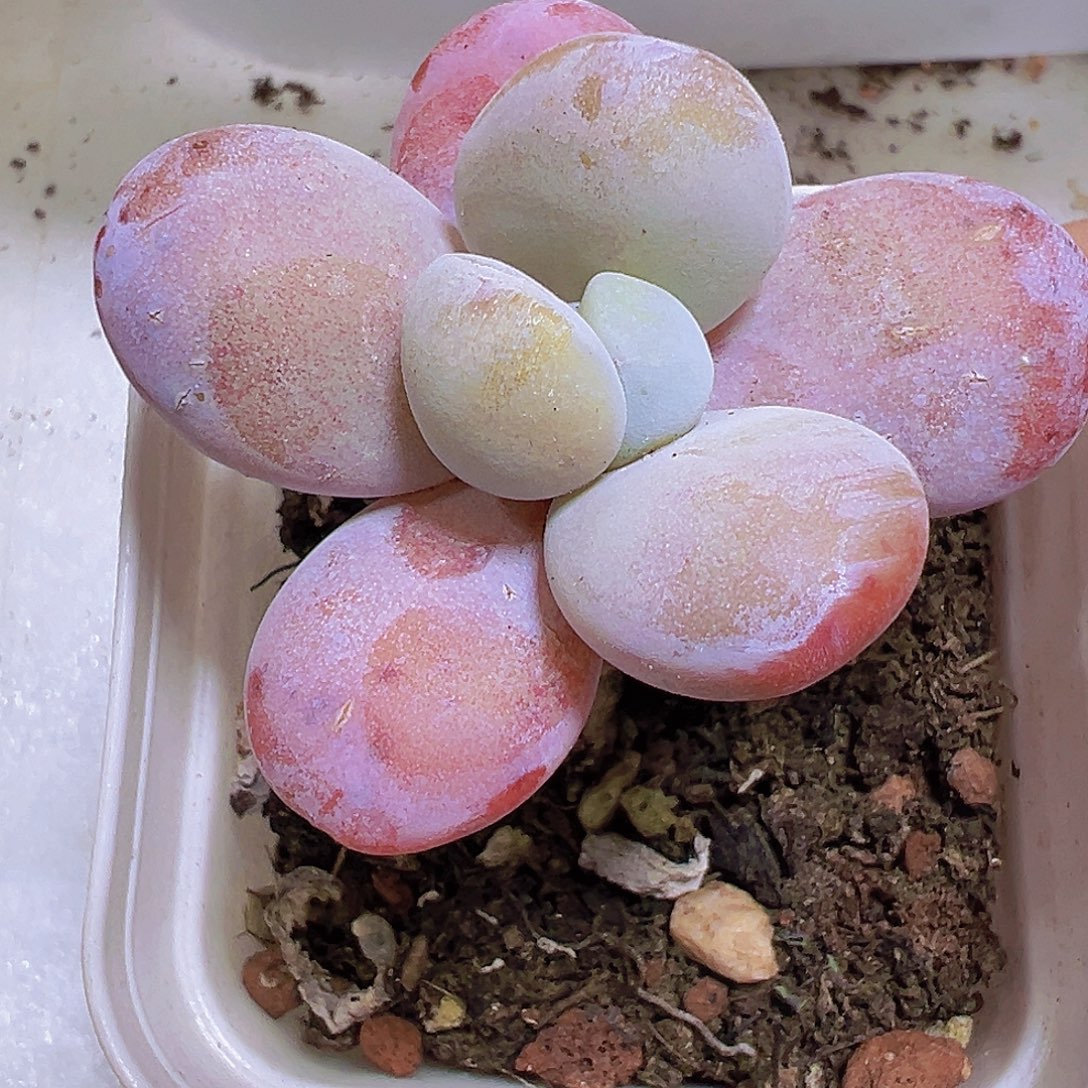 雪美人19包邮多肉