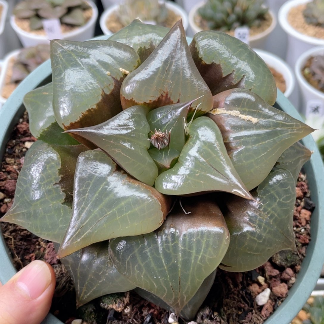 113超大糯窗阿寒湖  十二卷多肉