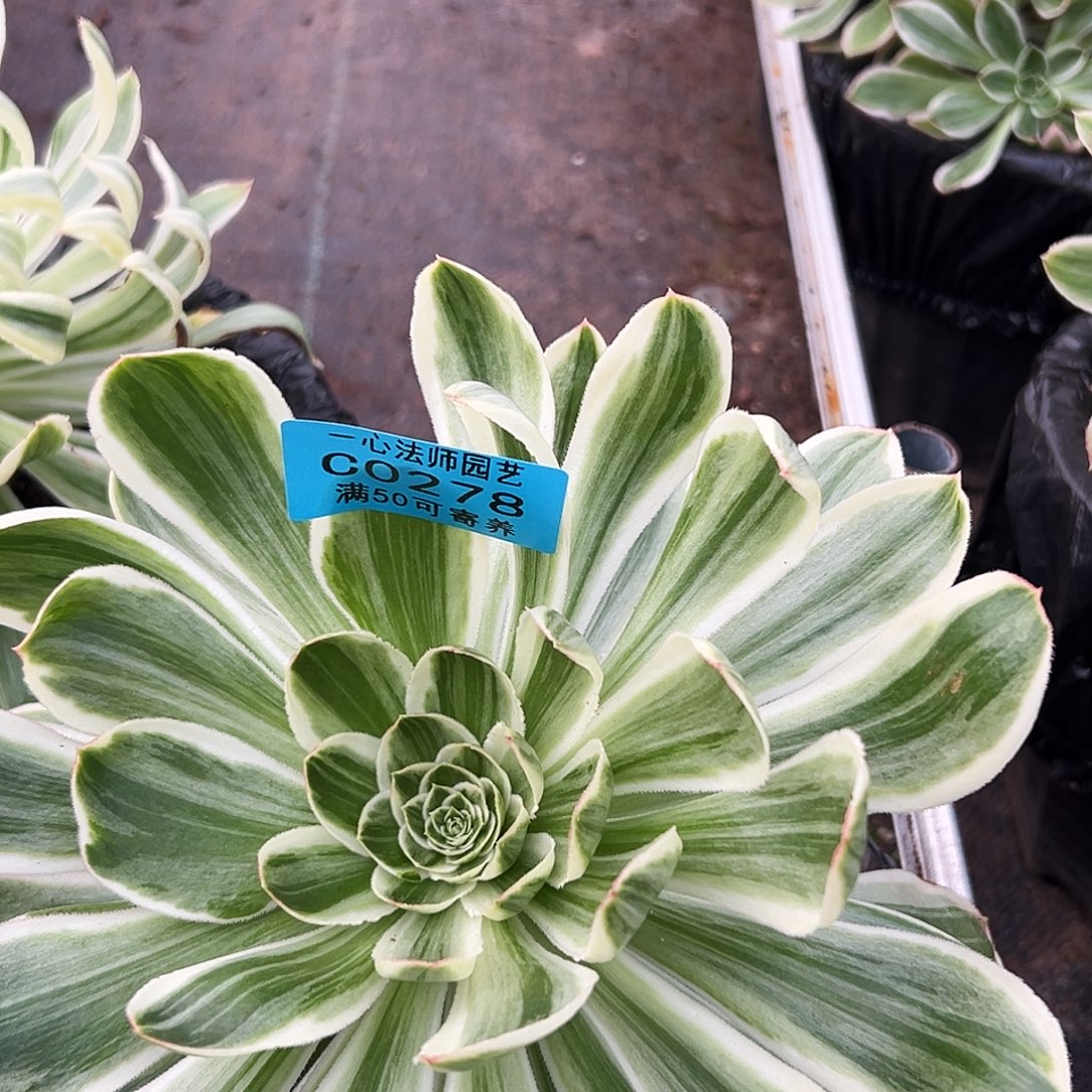 可***妈278多肉植物、白鹭