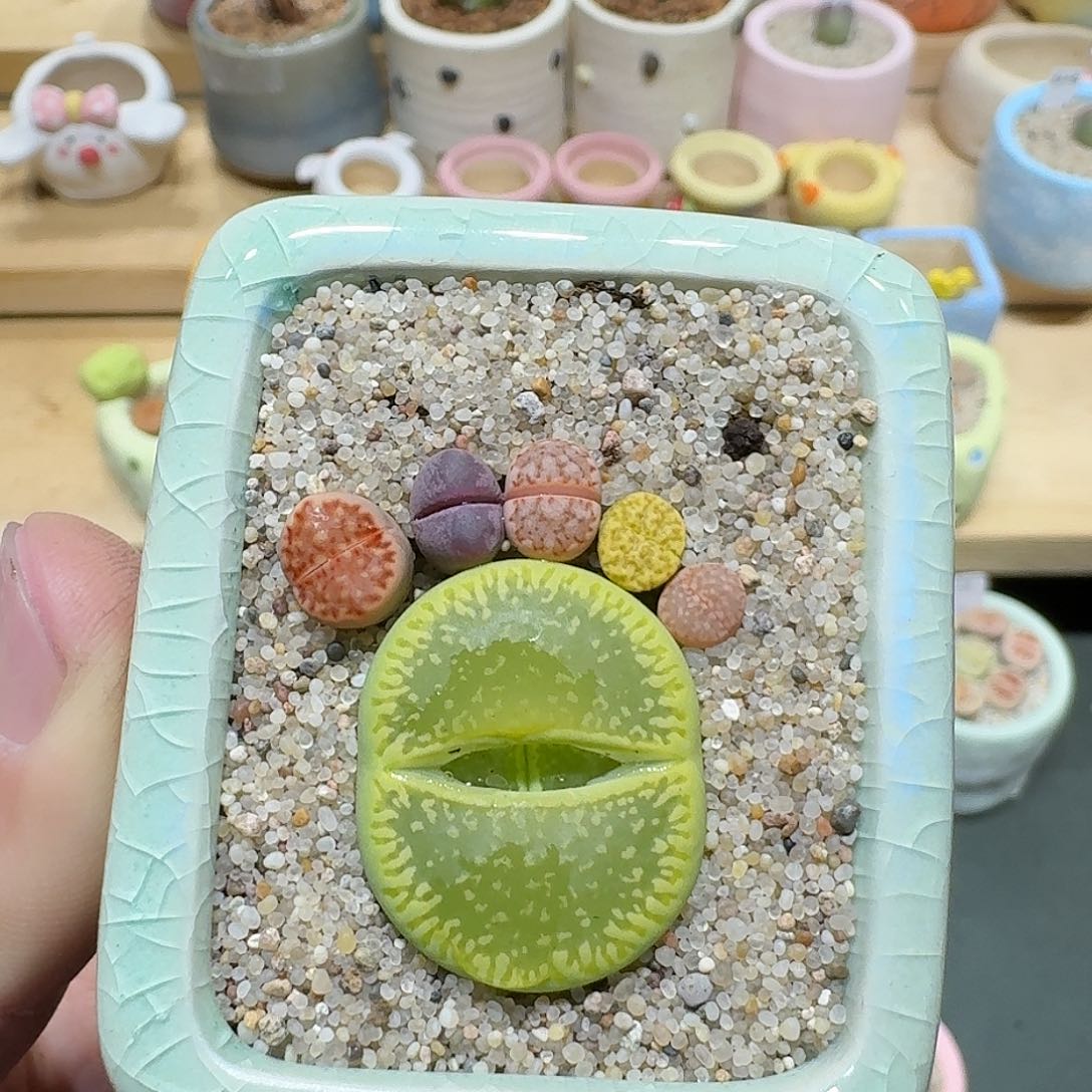 红陶蘑菇681绿光阳