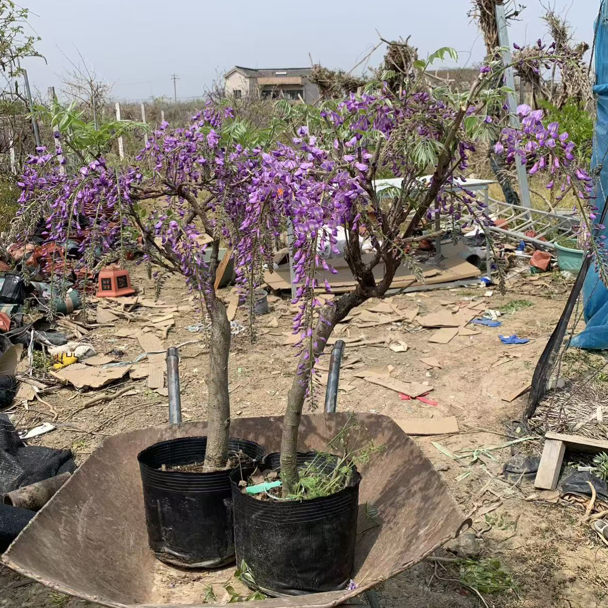 嫁接品种紫藤花树苗