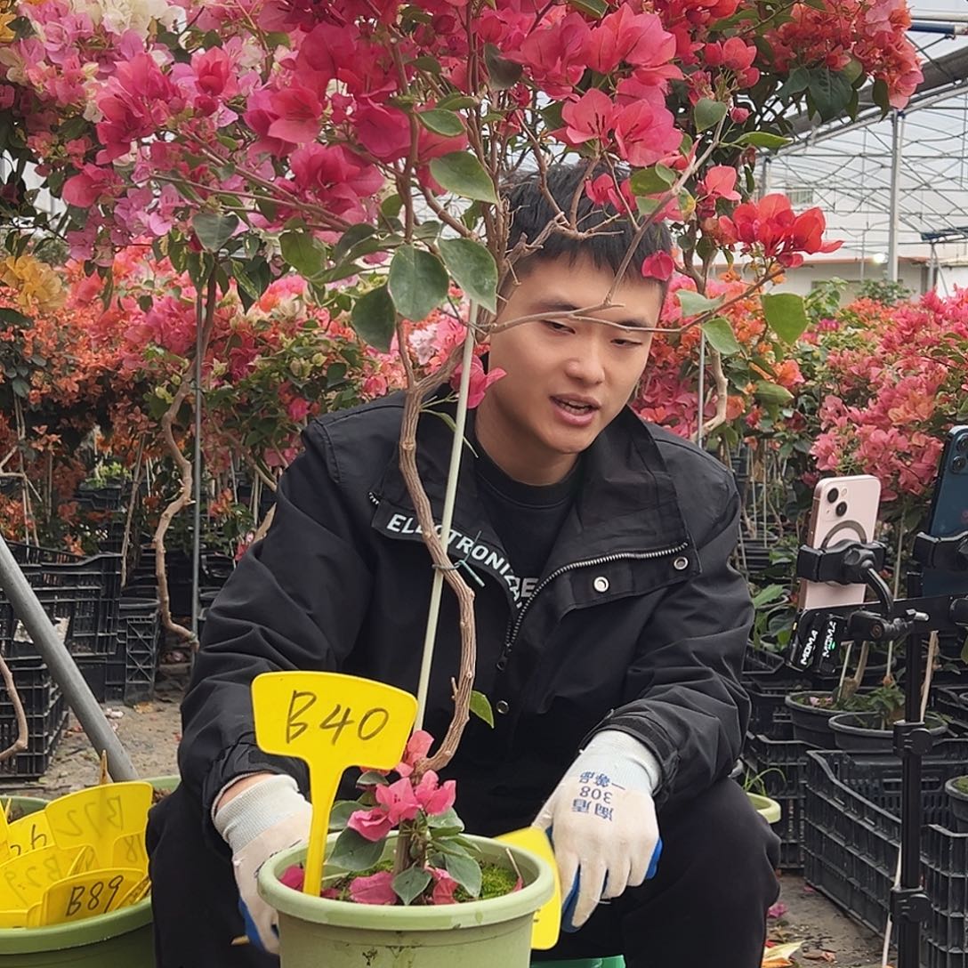 柚***鬼大部分花苞少量开放B40不甜