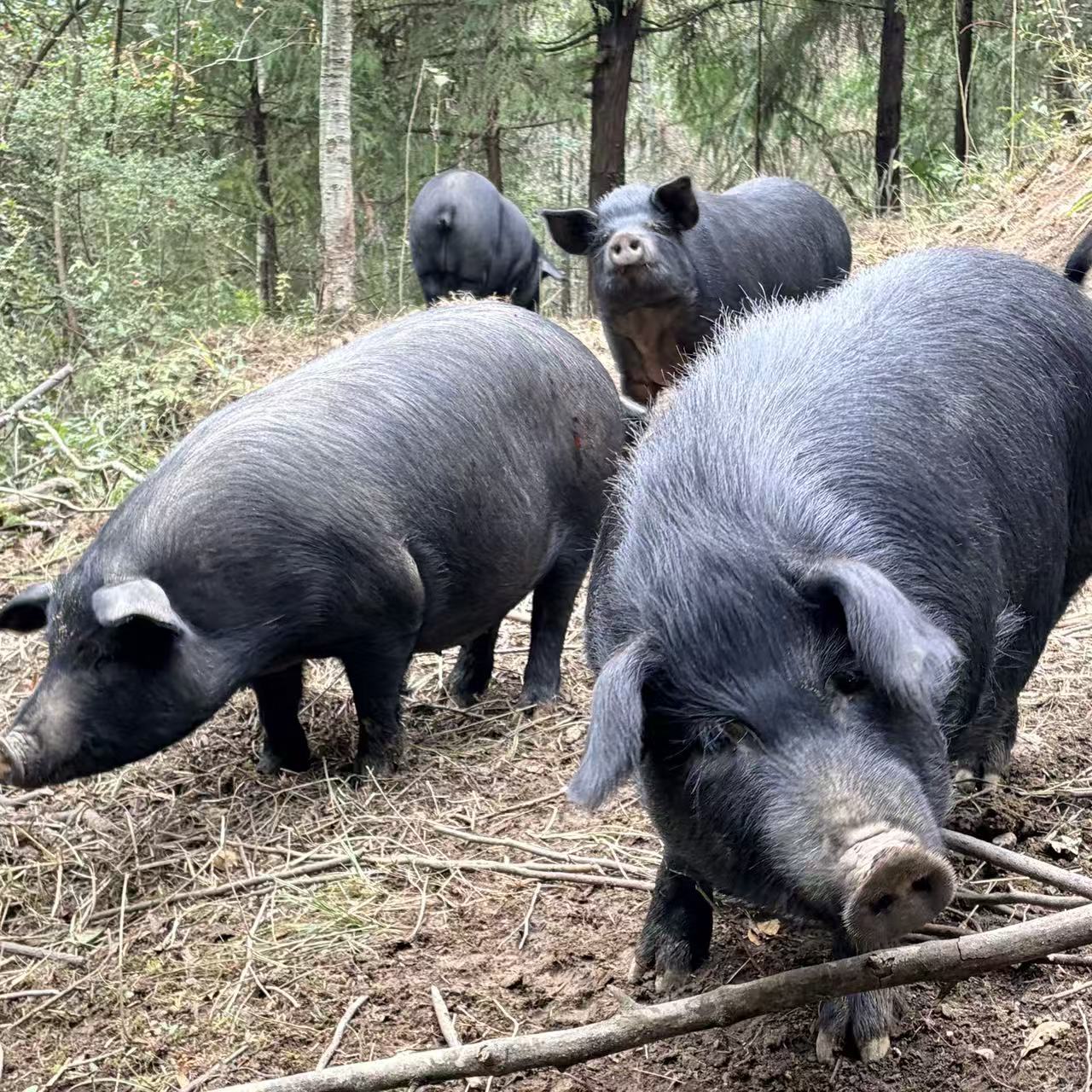 【庆娃表哥】散养跑山黑猪 猪肚 