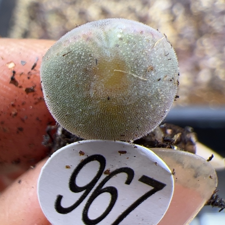 967号这颗多肉有点好看