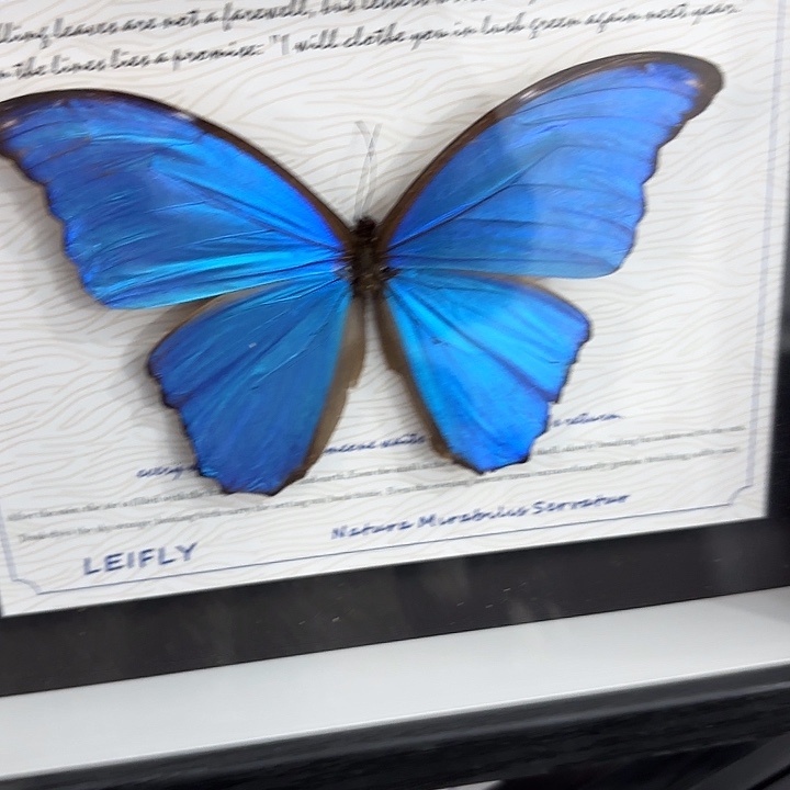 空***碗蝴蝶标本定制093@