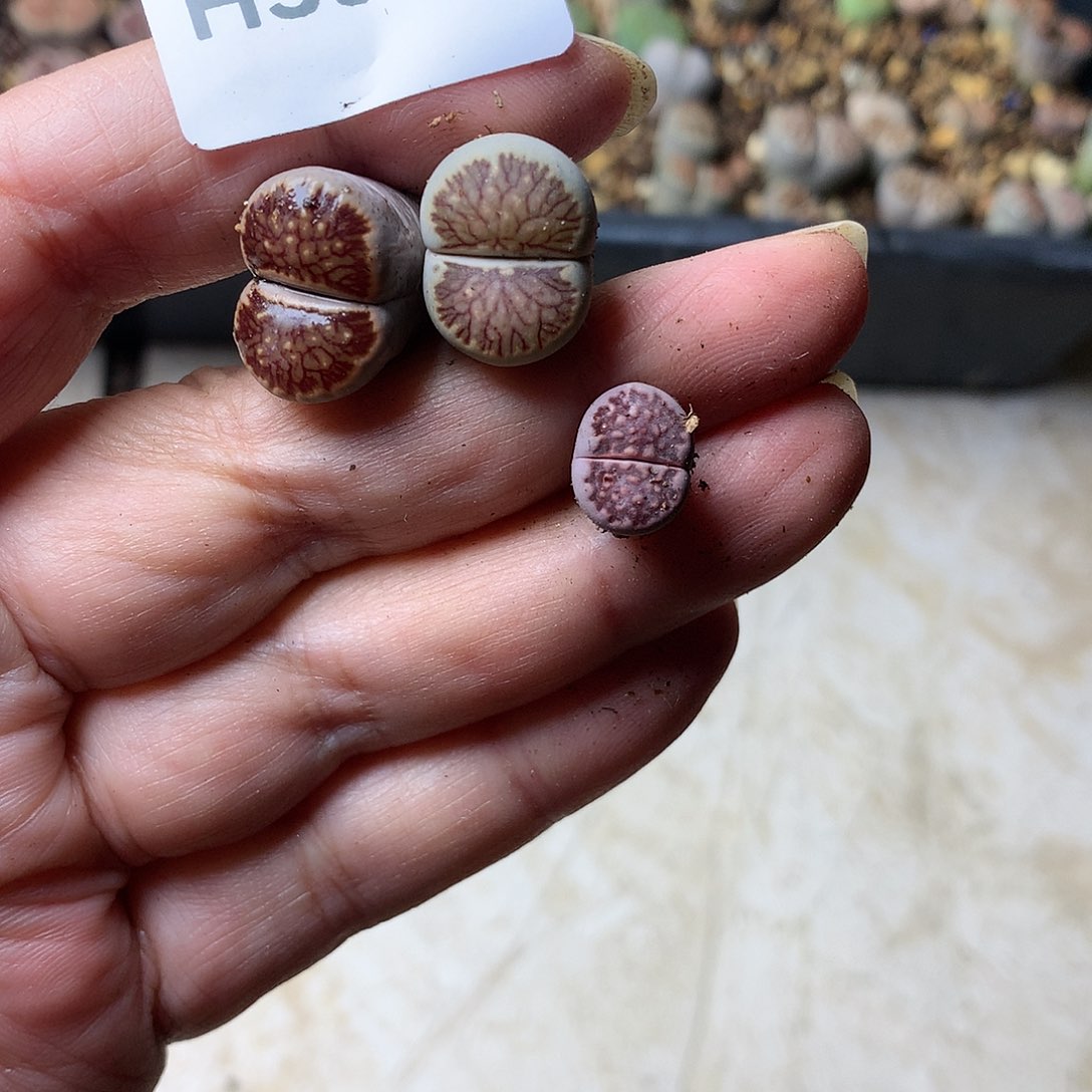 2*_H350多肉植物保护