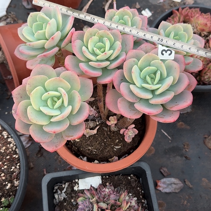 Q***i白月光087 多肉植物一物一拍