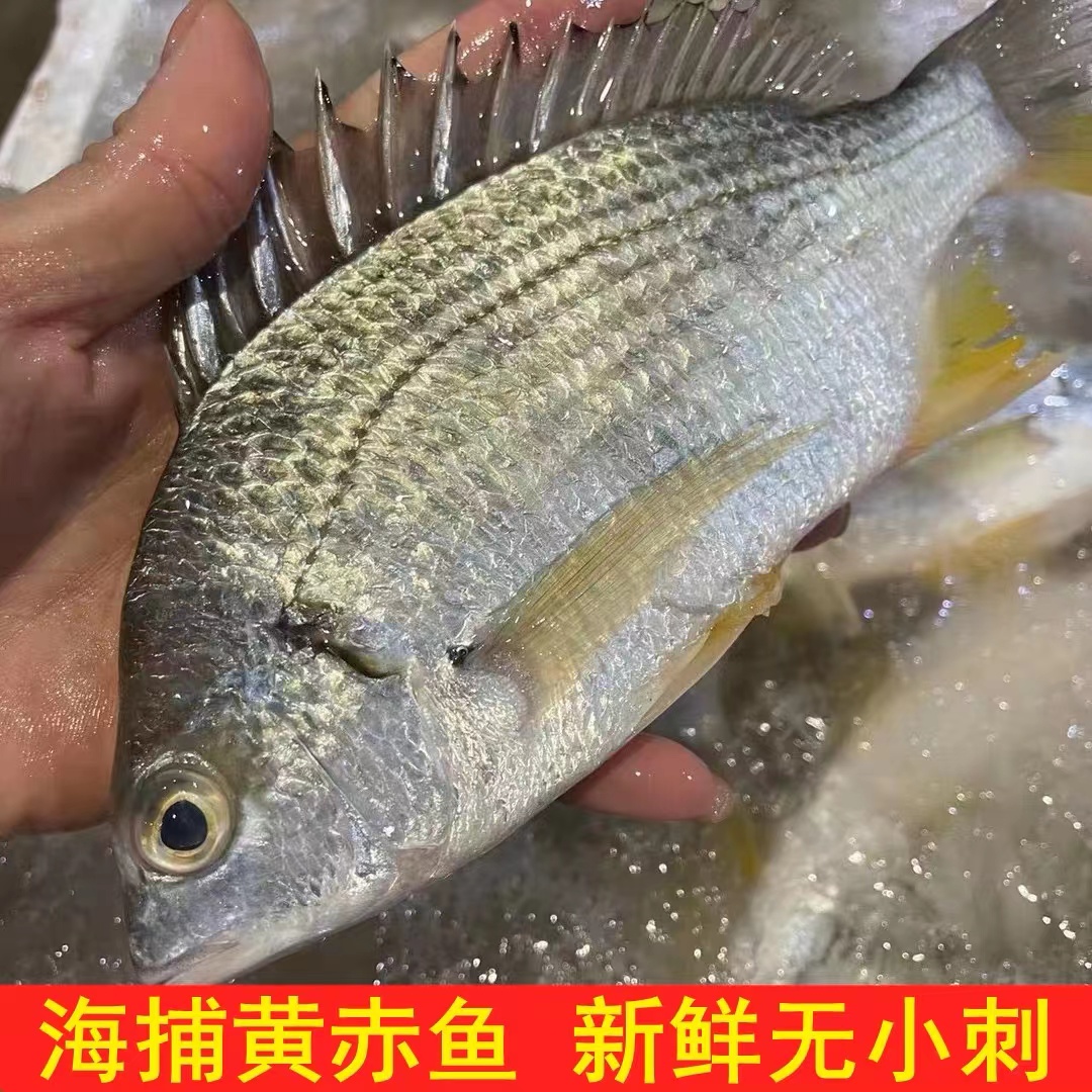 大黄翅鱼阳江原产地南海海鲜黄脚立黄立鱼帮杀