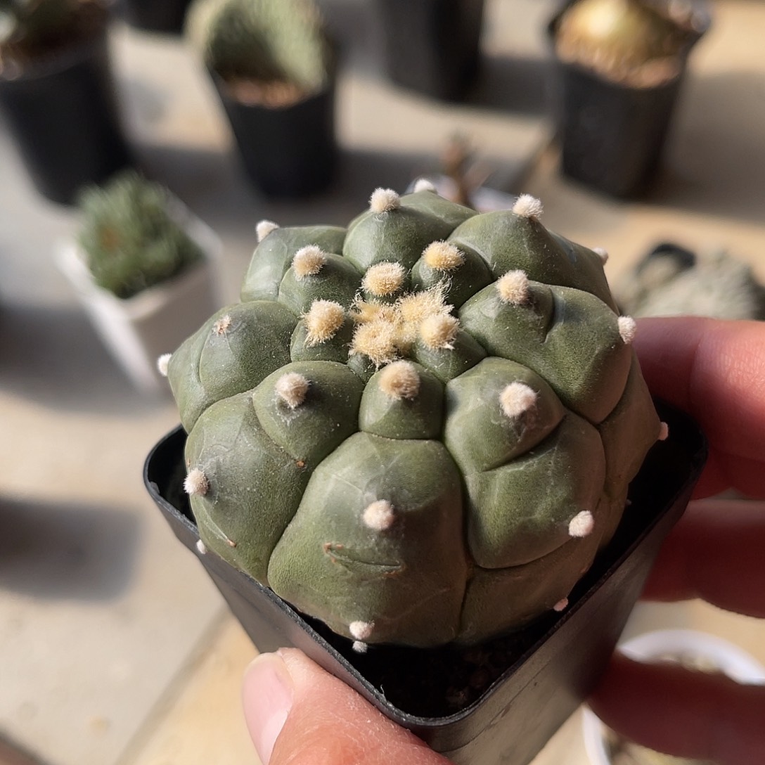 实生龟甲兜一物一拍