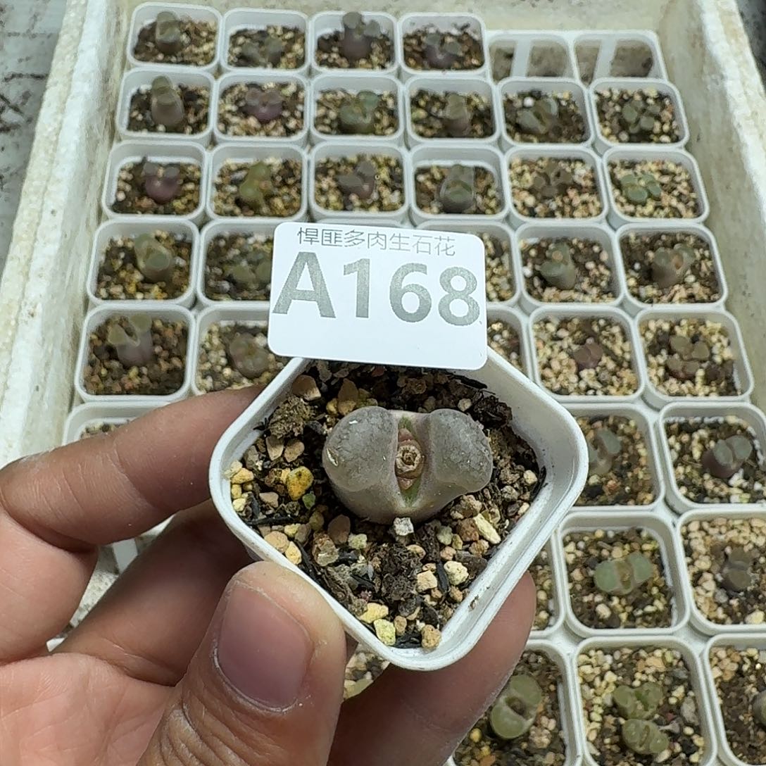 168多肉植物多肉植物