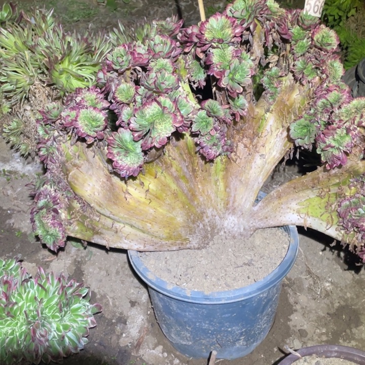 光***狂40厘米左右嘉年华缀化566