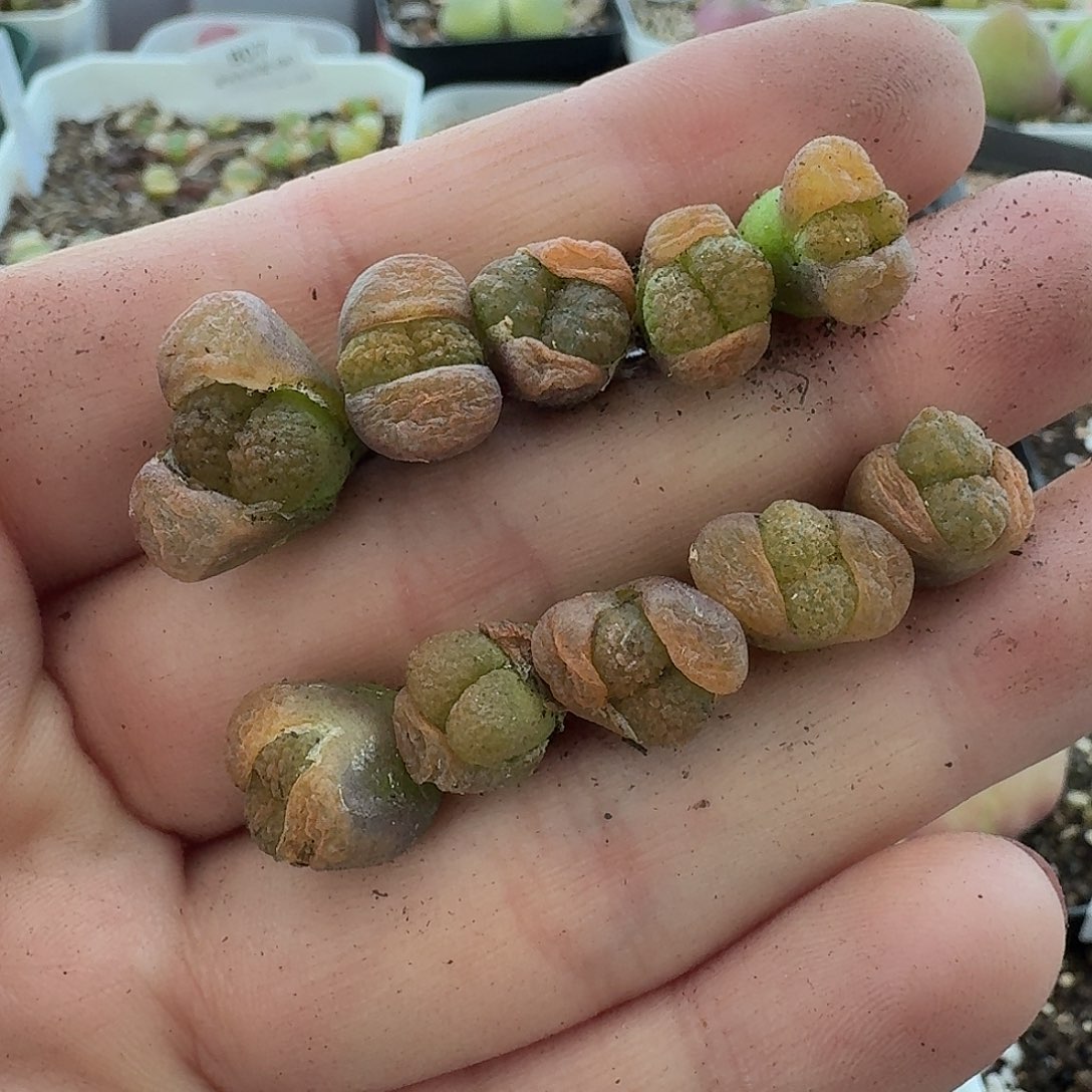 老马生石花超级，蛋，糕907