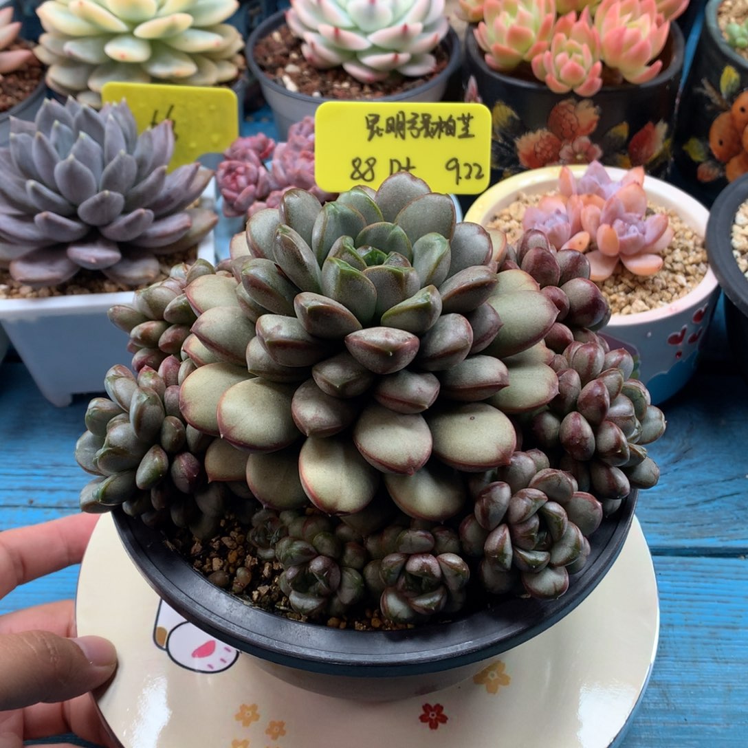 昆***芝我们家的小宝贝们