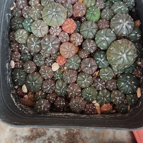 189处理仙人球小miao