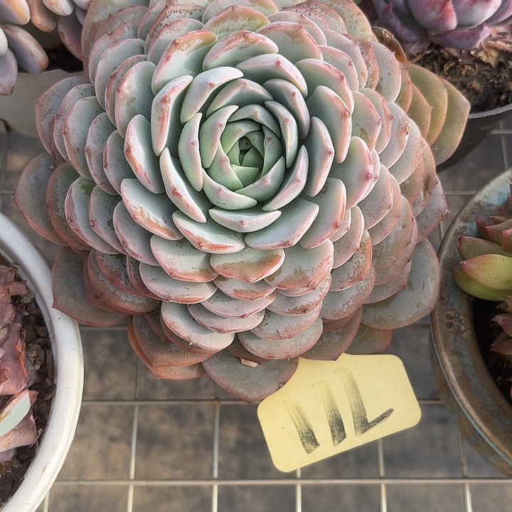 两单包邮，一物一拍711恩宠