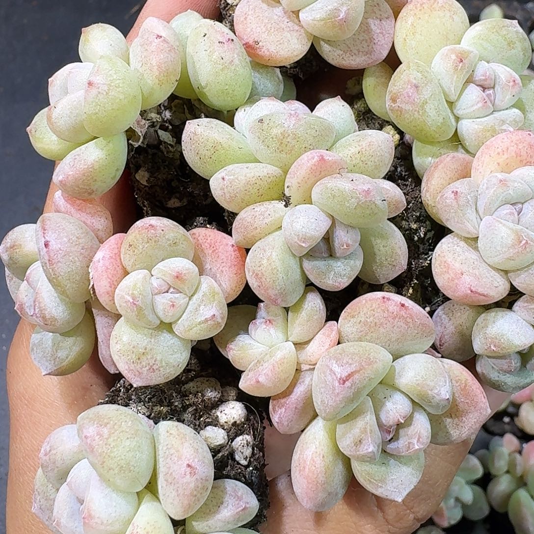 03号到手15颗，白底紫心冰玉