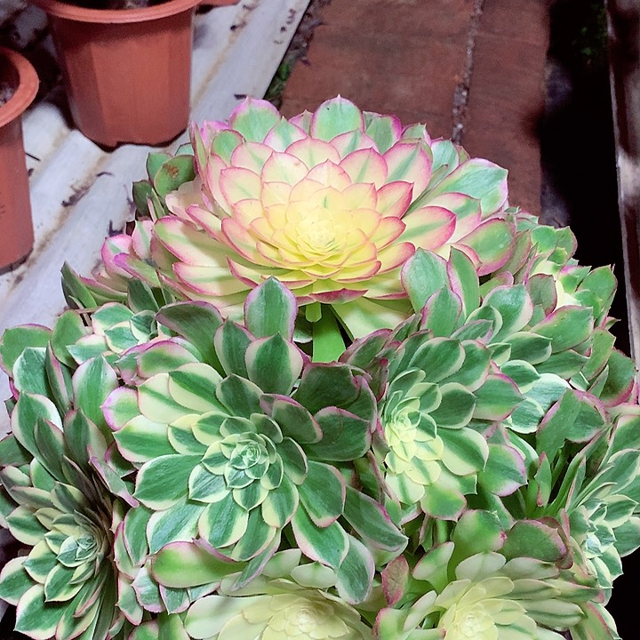 海王捧花，多肉植物