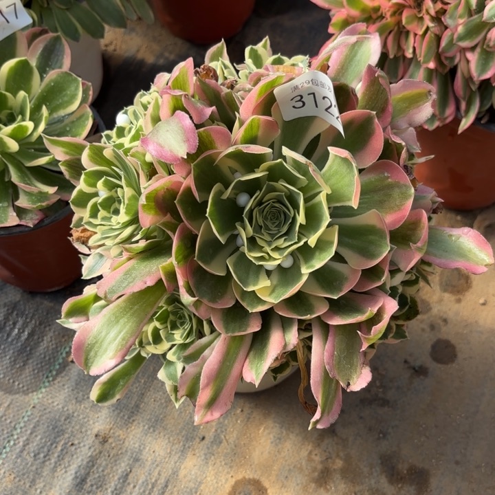 白凤多肉法师3122