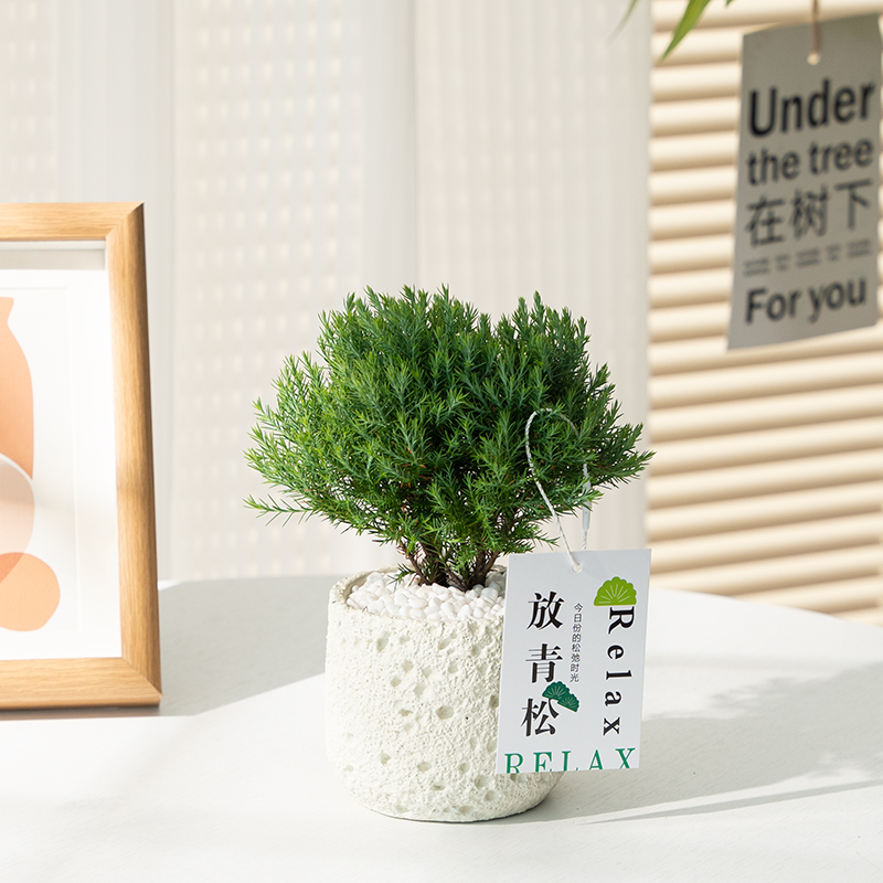 雾凇盆栽办公室桌面绿植小雾松盆景净化空气四季常青易养活放青松
