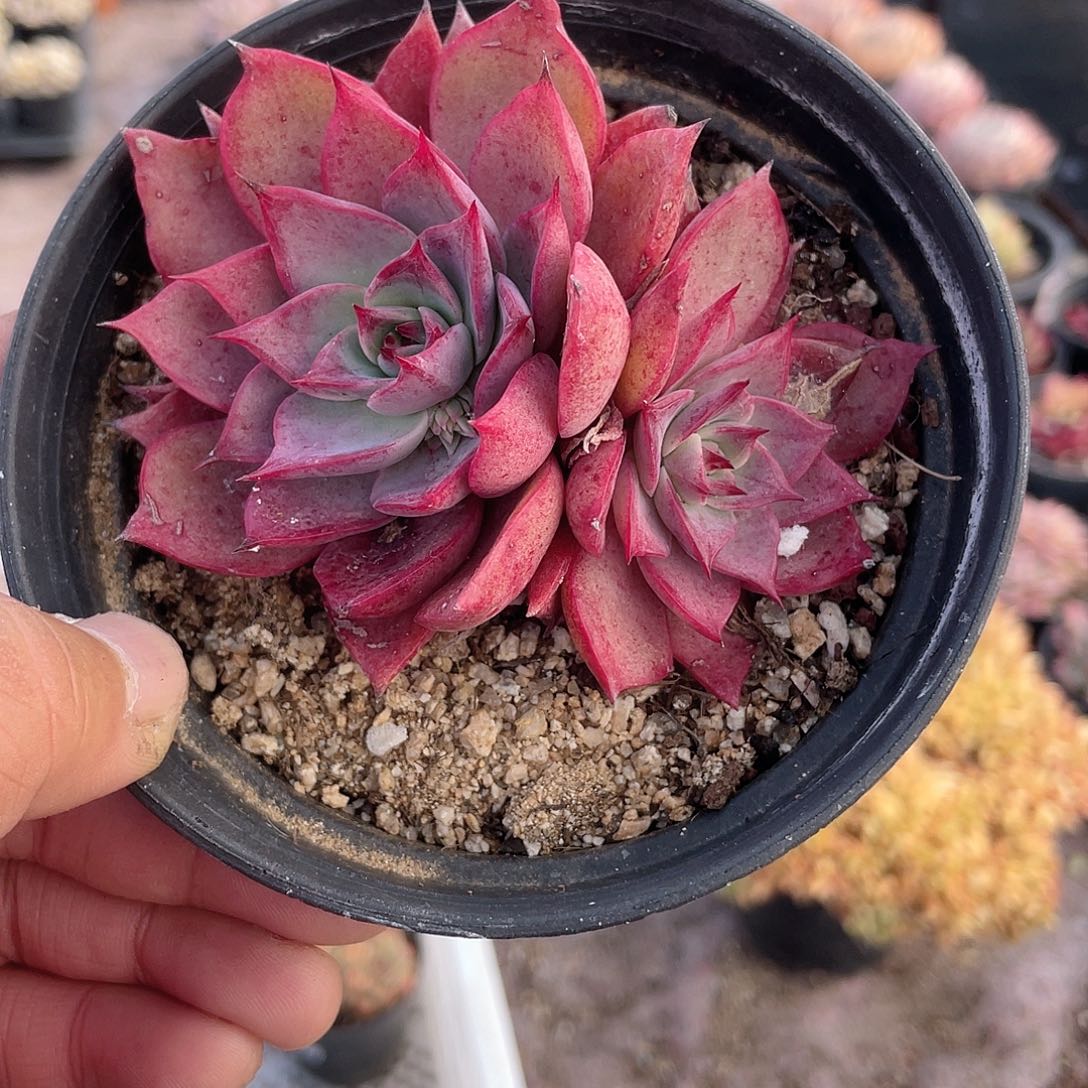  0417  米亚 六月六