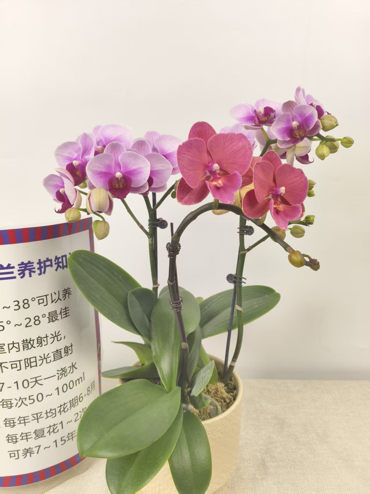 蝴蝶兰【宝贝+红酒恋人】花苗盆栽带花剑花苞客厅室内四季好养