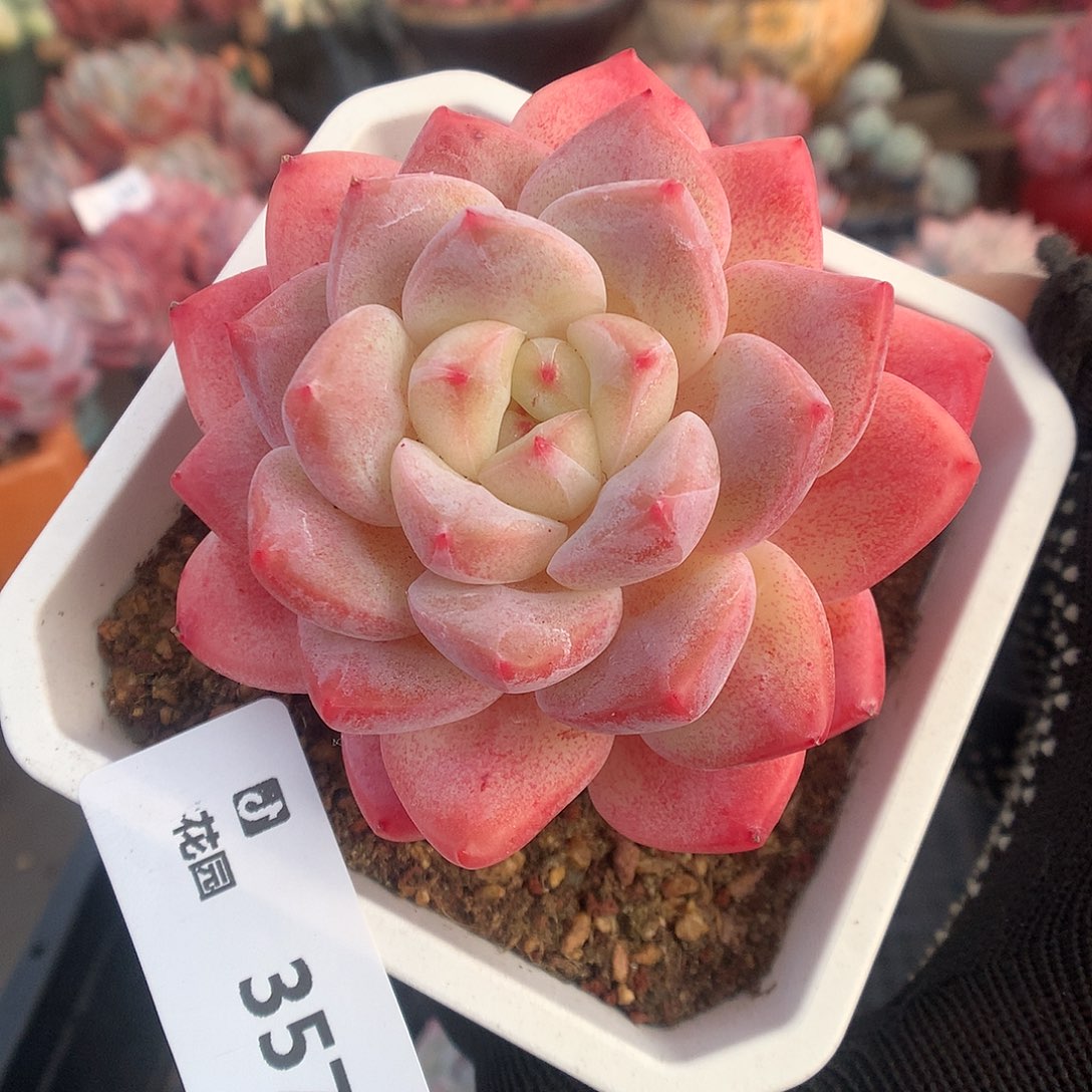 357糖心母本多肉植物6666