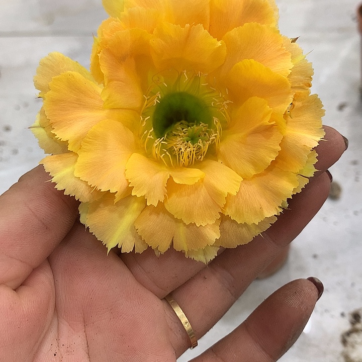 无花朵彩草自根 375