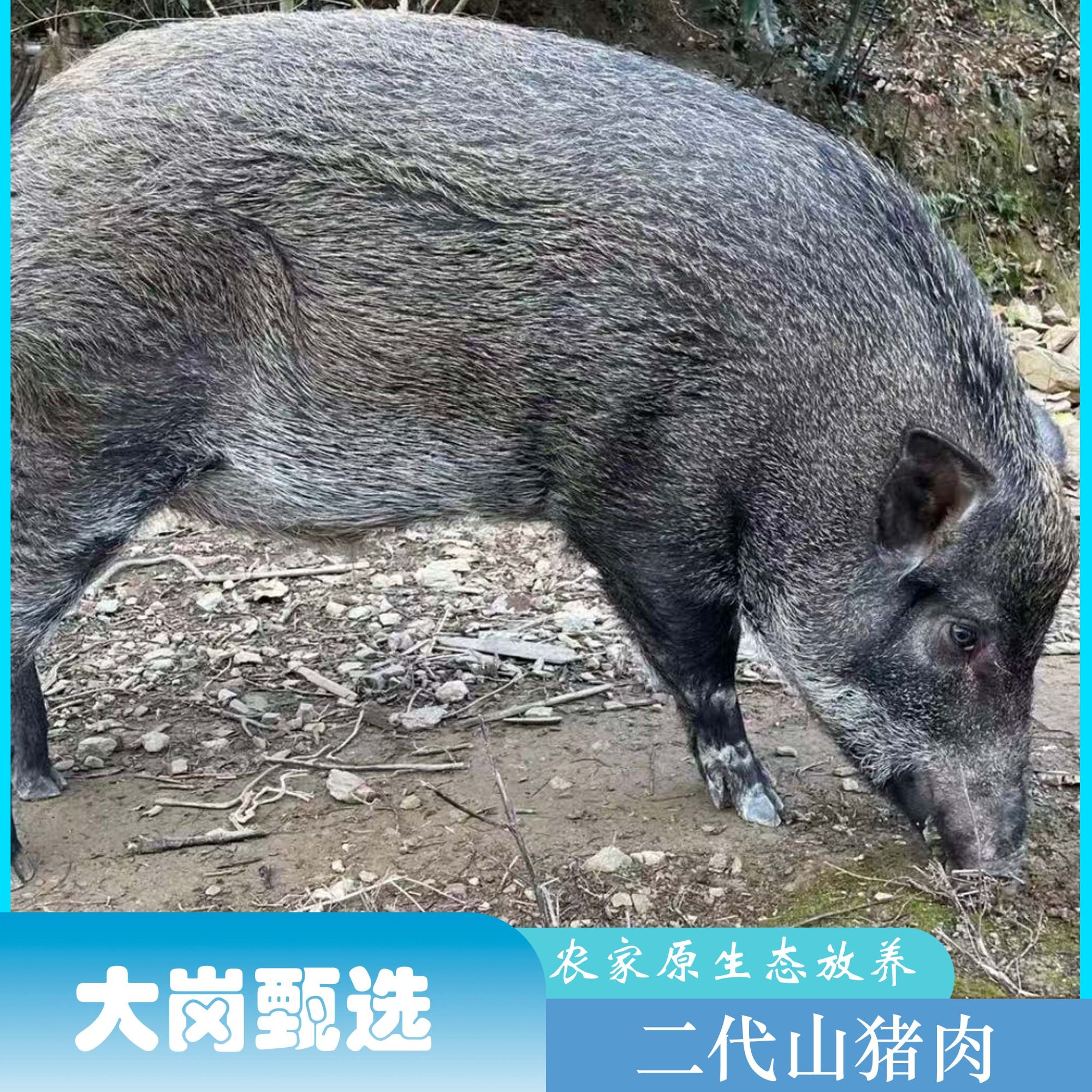 【山猪肉纯排骨】5斤净重链接 顺丰冷链包邮