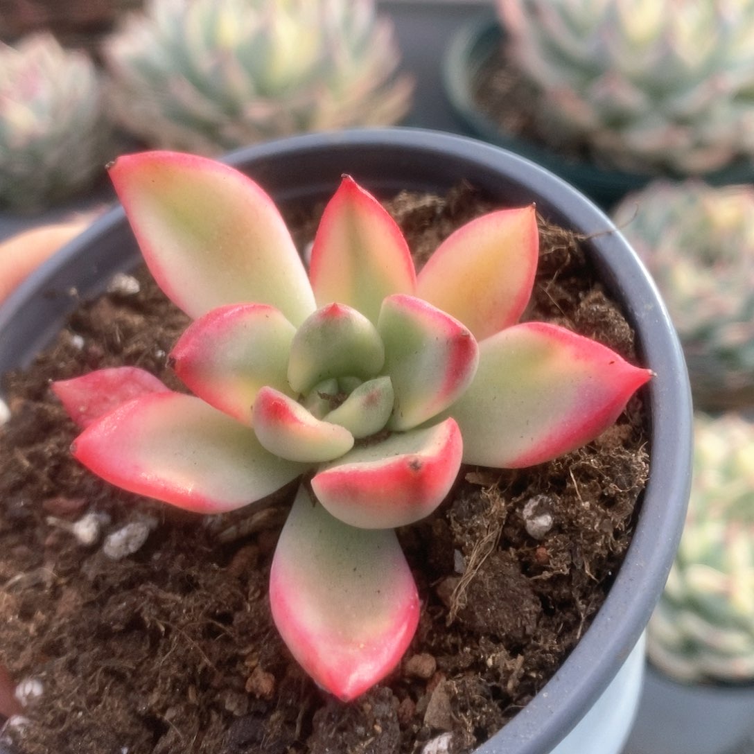 164金牛座锦锦锦锦锦