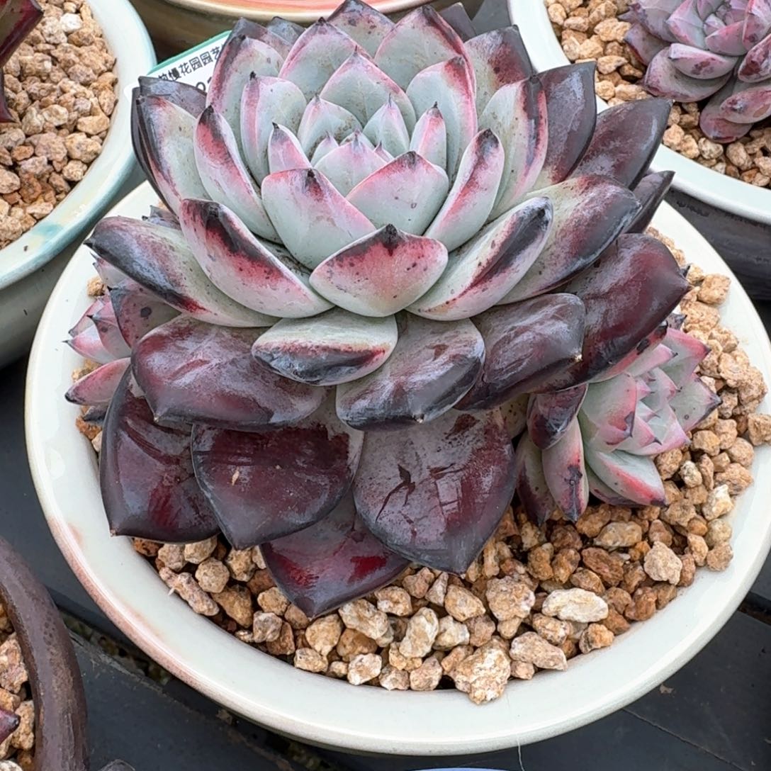 从前慢多肉精选编号0216.243