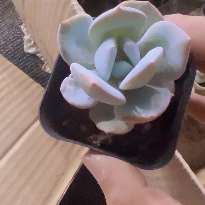 奶茶精品多肉植物大战