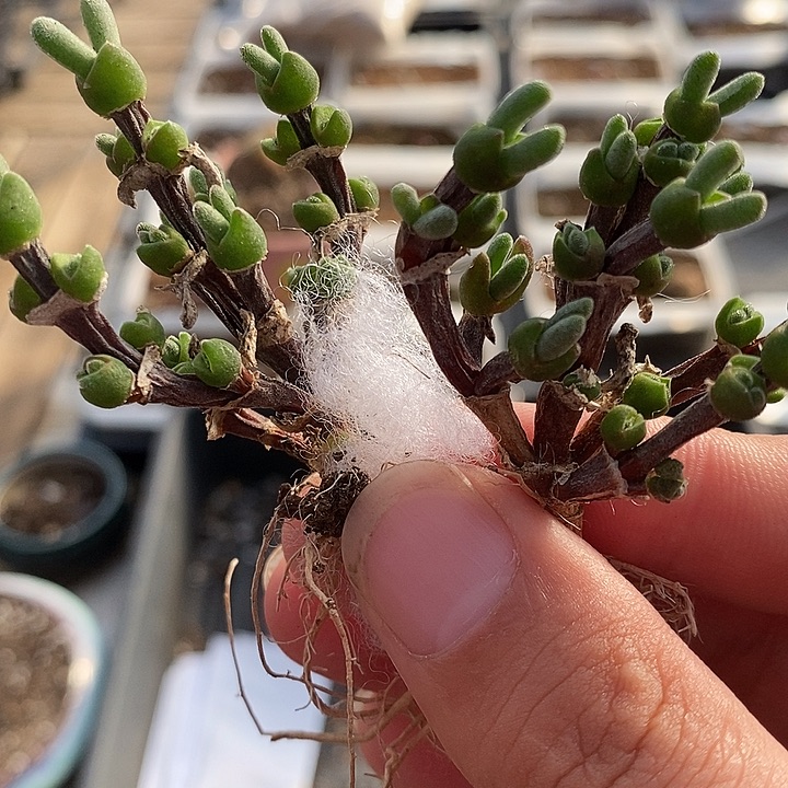 老桩兔子一颗。        