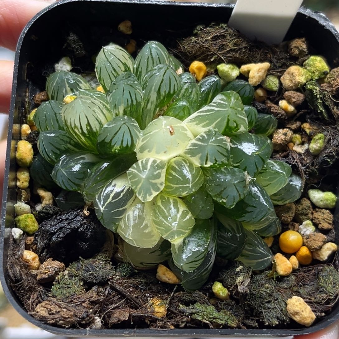 61群生霓虹灯玉露锦福利专场（好锦➕糊斑趋势）