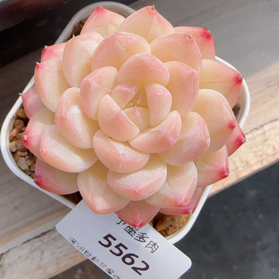 美心，5562多肉植物