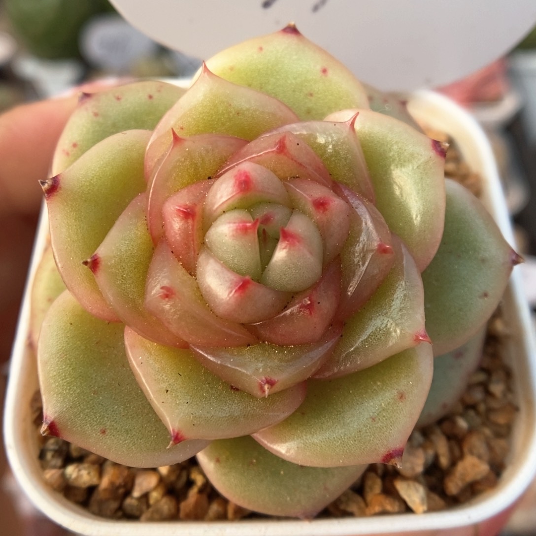 玉芷珍妮可拍99号。  