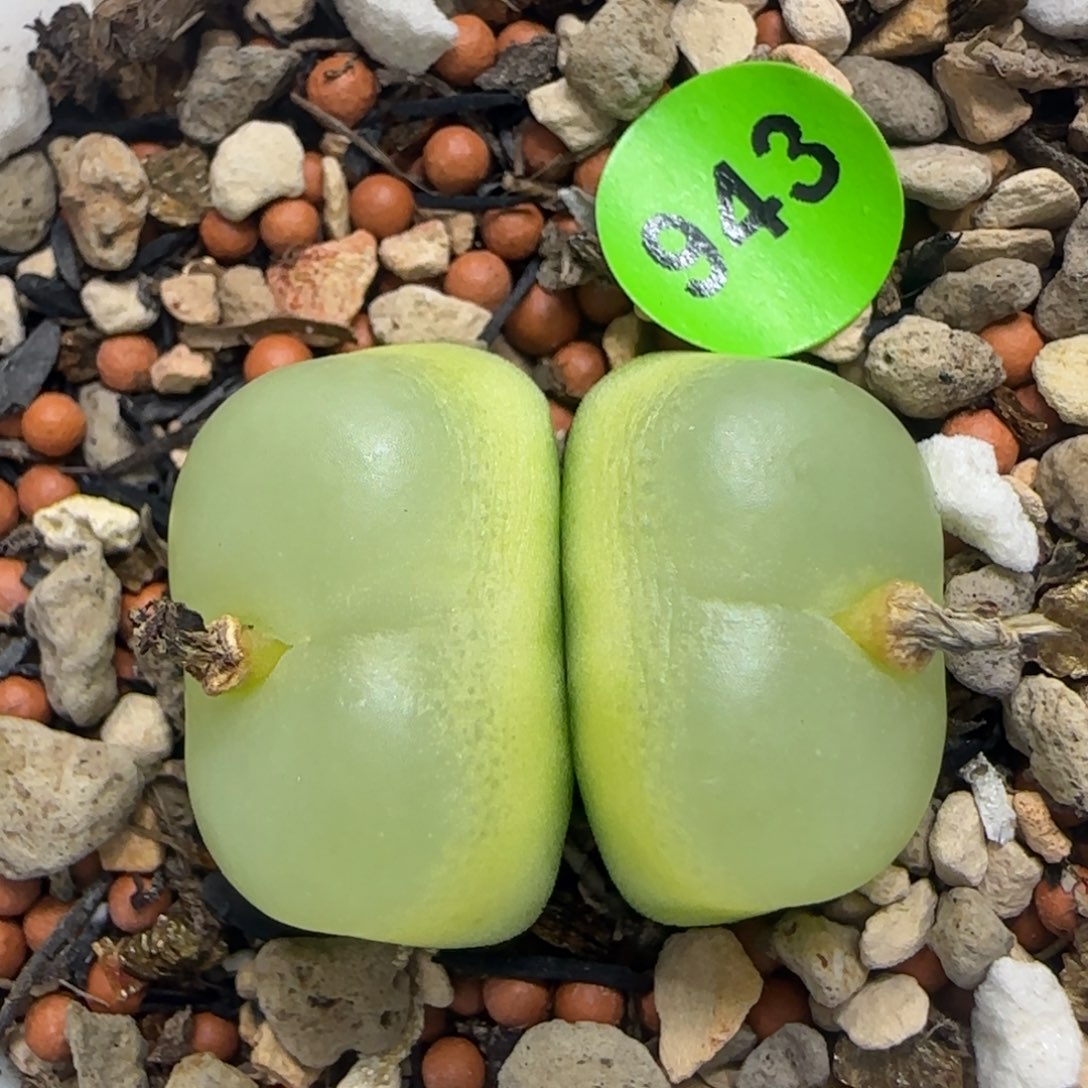 拉登双头1.9/2.1多肉943