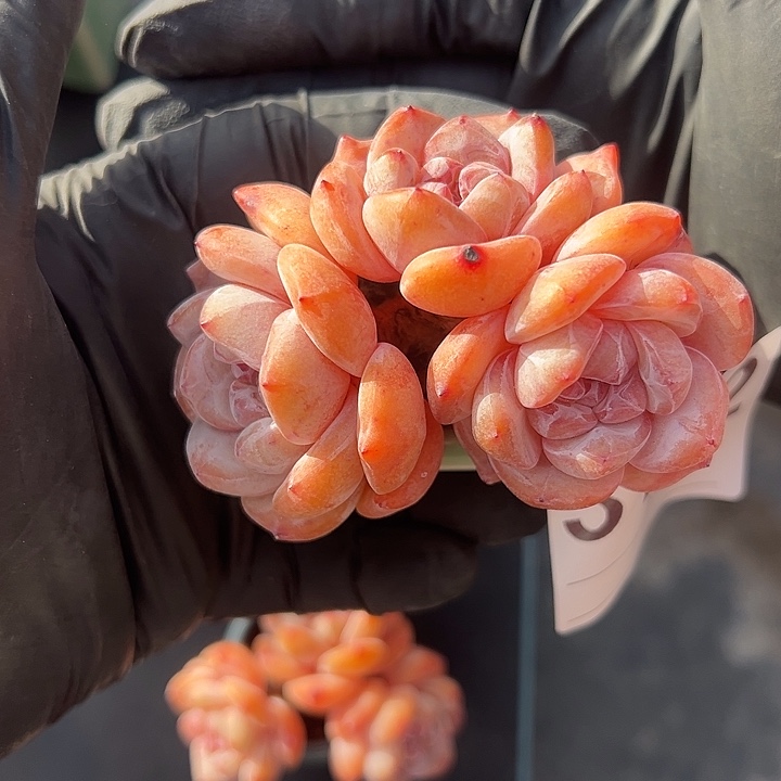 花***板3132，三头星影带盆发的