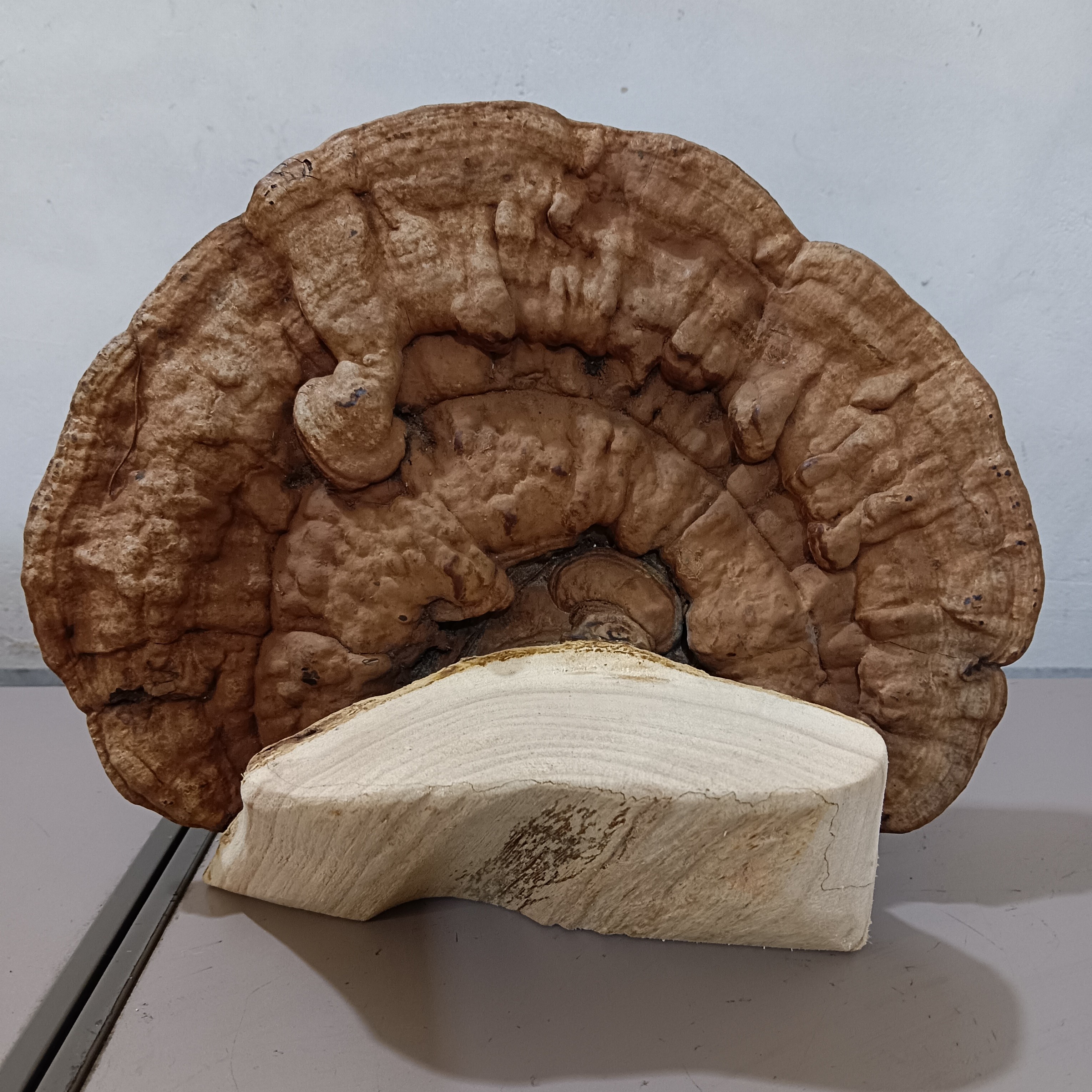 广西大瑶山纯天然风化木摆件