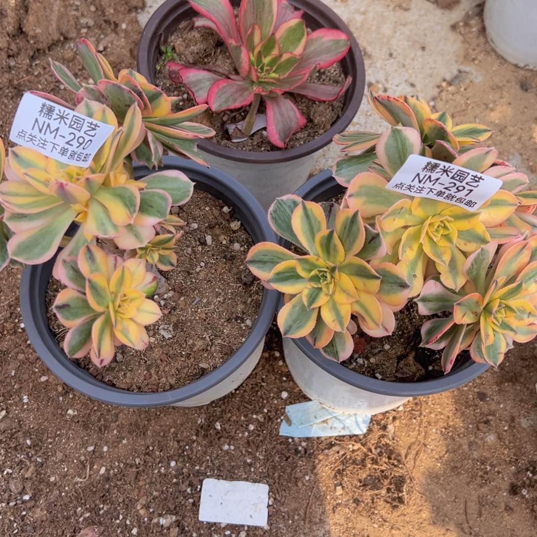 灿烂两颗多肉植物290-91