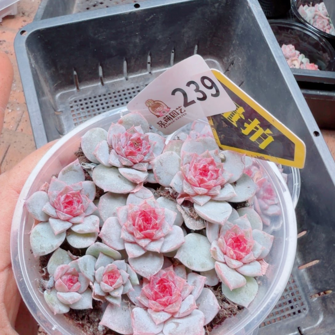 多肉植物多肉植物