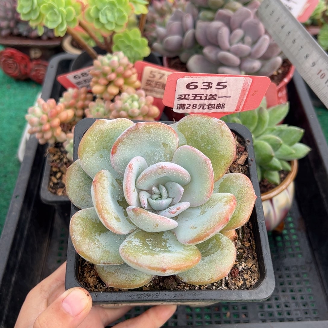 表妹精品多肉植物635.