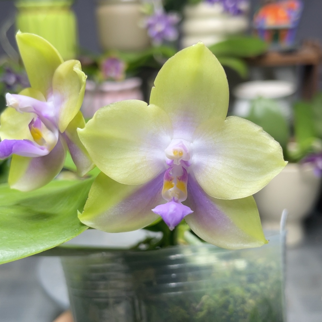 完全开放BTA216，3.5杯开花株