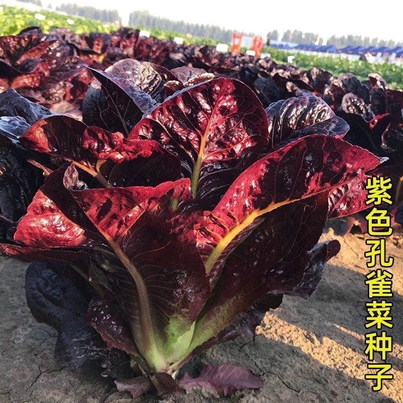 【全店拼满5包包邮】紫色孔雀菜一包每包1500粒