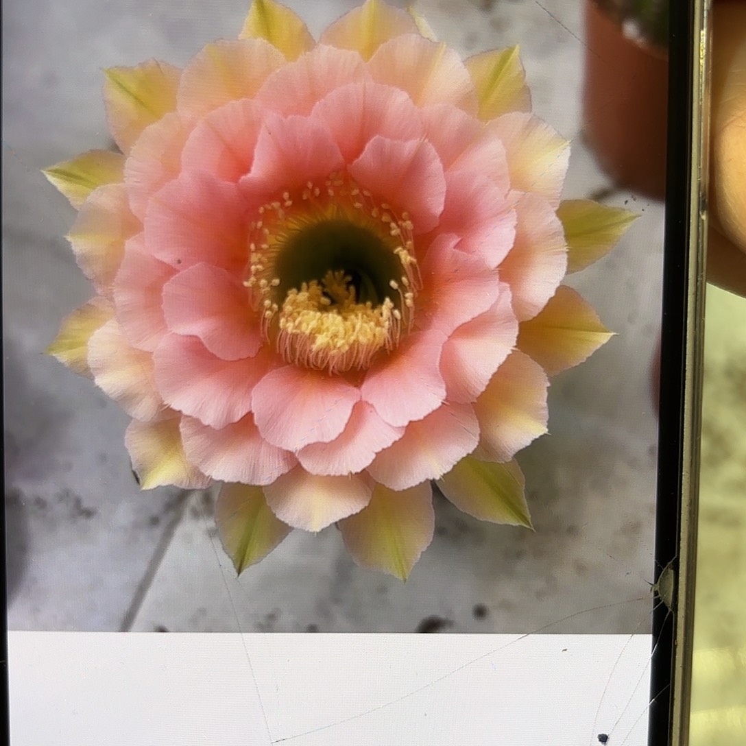 彩草美人鱼8.5-9公分左右