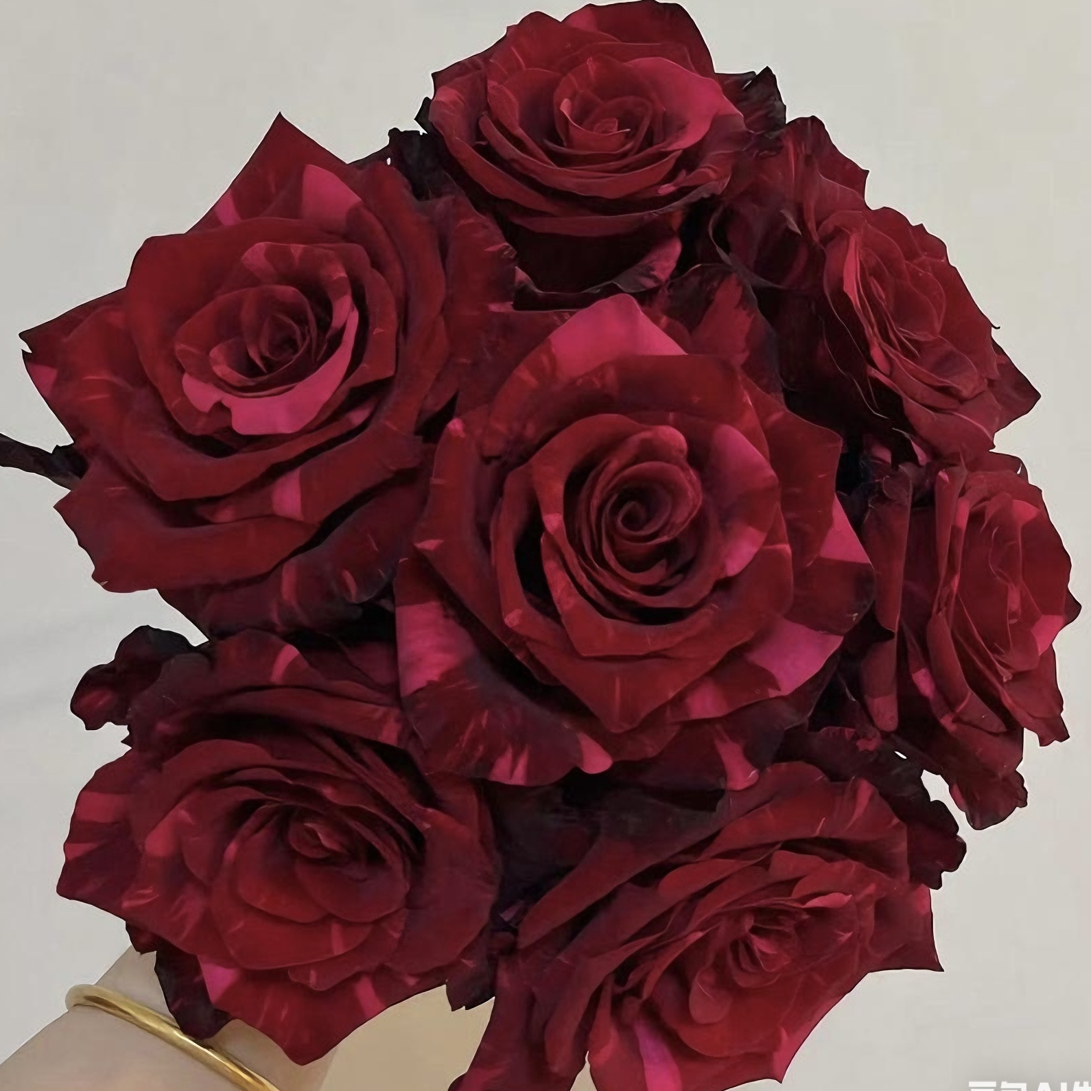 红色豹子 根接苗 匠人月季 玫瑰花 四季开花阳台盆栽植物