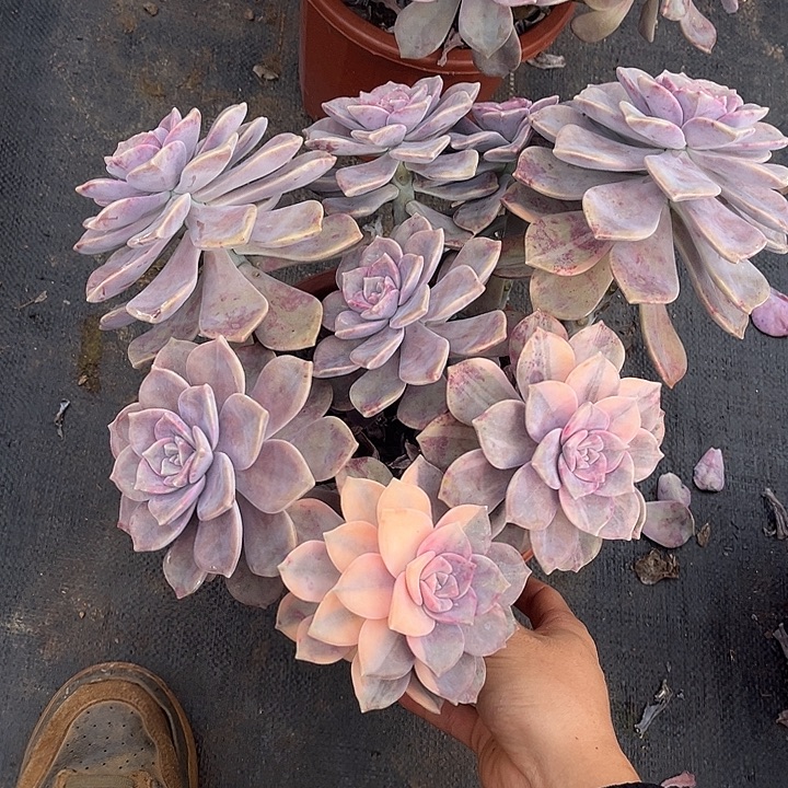 紫乐景19.99多肉2头多肉植物