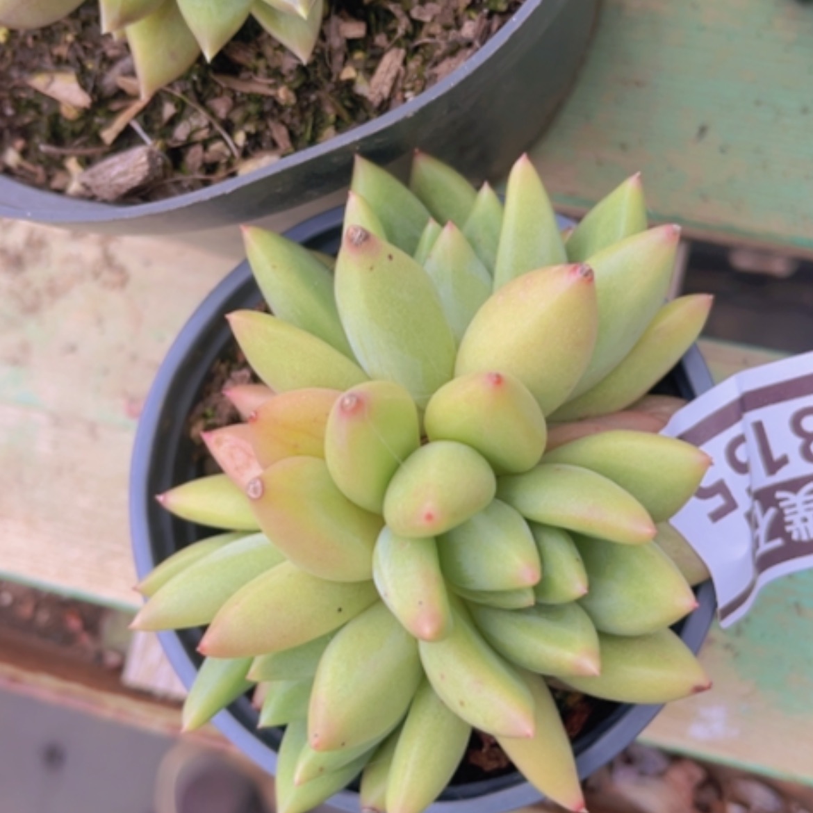 【闪购商品】橙色奇迹杂08155